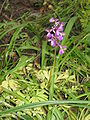 Anacamptis morio