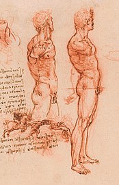 Étude anatomique de Léonard de Vinci, 1504