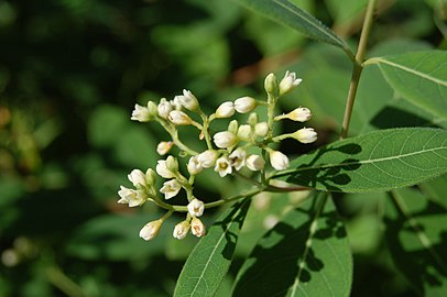 Flowers of Apocynum cannabinum