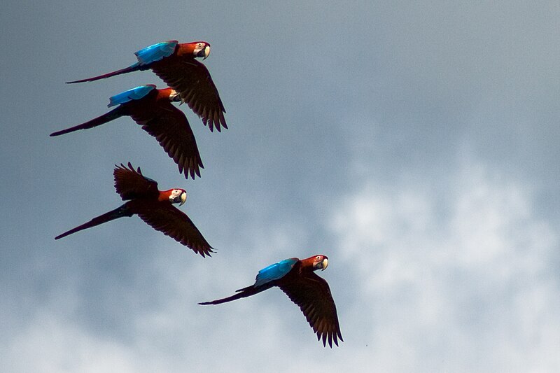 800px-Ara_chloropterus_-Peru_-four_flying-8.jpg