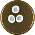 Aspergillus brevijanus growing on MEAOX plate