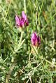 Astragalus hypoglottis - inflorescence