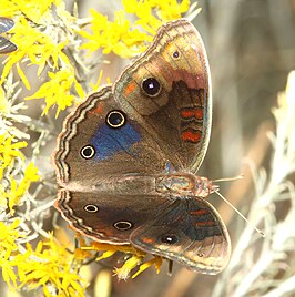 Junonia nigrosuffusa