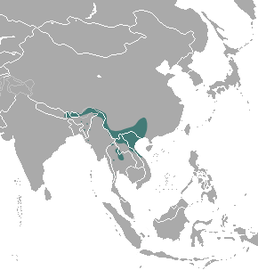 Мапа поширення виду Mustela strigidorsa