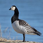 Apácalúd (Branta leucopsis)