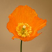 Fleur de Meconopsis cambrica.