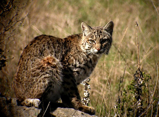 Lynx rufus.