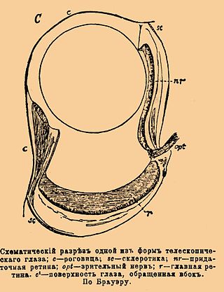 Схематический разрез одной из форм телескопического глаза: с — роговица; sc — склеротика; nr — придаточная ретина; cpt — поверхность глаза, обращенная вбок. По Брауэру.