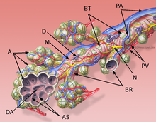 Alveolar septa (AS) Bronchial anatomy with description.png