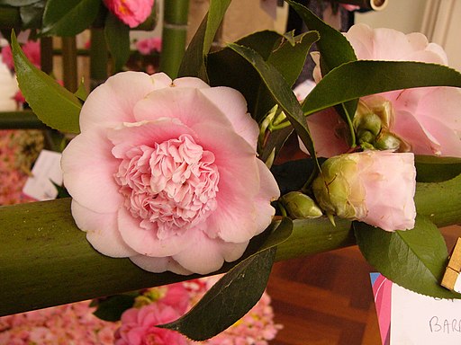 Camellia Japonica - Barbara Woodroof