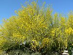 Parkinsonia florida