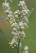 Détail d'inflorescence.