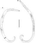 Chromadoridae için küçük resim