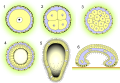 Цинктобластульный тип развития. 1 — яйцо, 2 — дробление, 3 — морула, 4 — целобластула, 5 — цинктобластула, 6 — метаморфоз