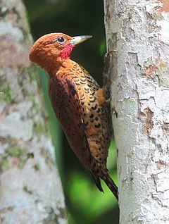 ♂ Celeus loricatus