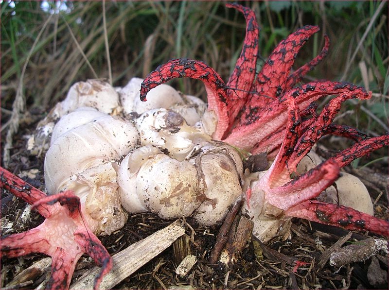 Arquivo: Clathrus archeri.jpg