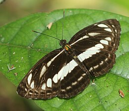 Dorsal view