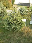 Closeup of a memorial tree