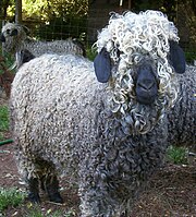 Colored Angora Goat.jpg