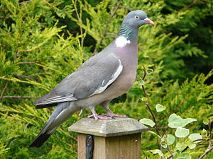 Columba palumbus -garden post-8.jpg