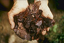 A handful of compost