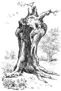 Queen Elizabeth's Oak drawn in 1882