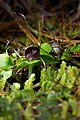 Corybas iridescens with oval dorsal sepal and slightly transparent labellum lower margin. Note the abrupt point on the labellum tip; refer to the taxobox image as well.