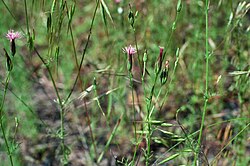 Crupina vulgaris