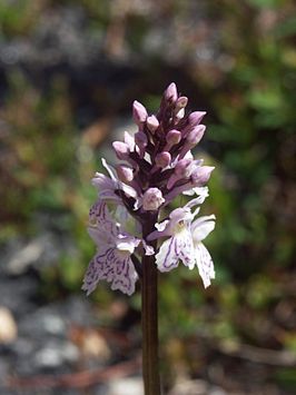 Gevlekte orchis