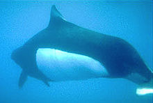 Dall's porpoise Dalls Porpoise Underwater.JPG