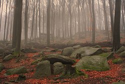 Ludwig Bickel mit Felsenmeer im Lautertal/Odenwald (Naturschutzgebiet Felsberg bei Reichenbach)