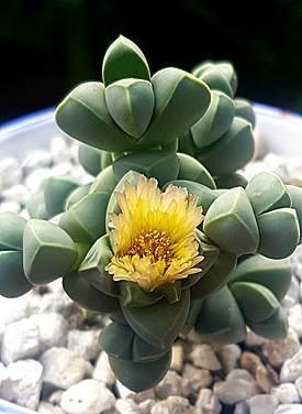 Типовой вид — Корпускулярия Лемана (Corpuscularia lehmannii)