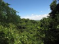 A moist forested gulley at Pemba, Mozambique