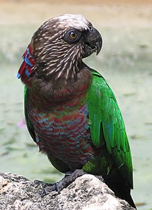 Ventumila papago sur grundo