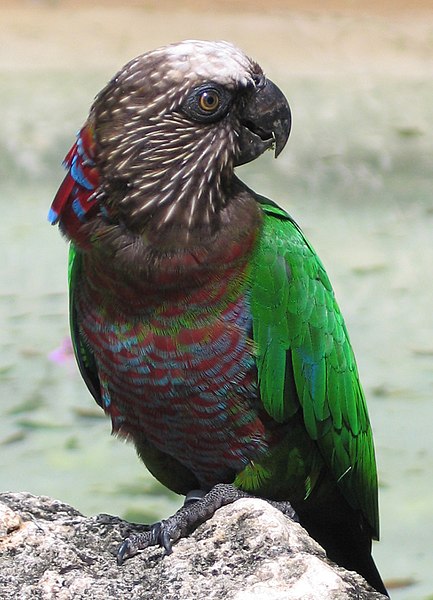 Ficheiro:Deroptyus accipitrinus or Red-fan Parrot on ground.jpg