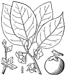 Diospyros virginiana BB-1913.png