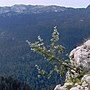 Miniatura para Bosque montano norteafricano