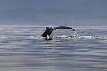 Humpback whale in Sooke coast Dorsal fin of a Humpback whale 03.jpg