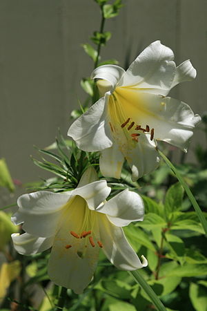 Lilium longiflorum are usually called Easter L...