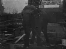 Файл: Electrocuting an Elephant.webm