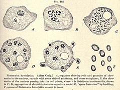 Illustration (1910): E. histolytica Lebensstadien