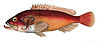 Epinephelus fasciatus Brevoort.jpg