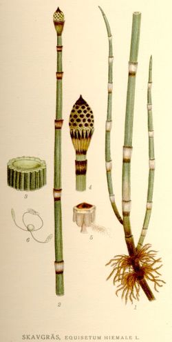 Equisetum hyemale, фотографија је преузета са википедијине оставе