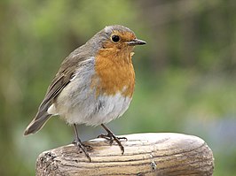 Erithacus rubecula, Roodborstje.jpg