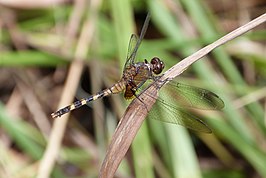 Erythemis attala