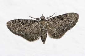 Piiskupikkumittari (Eupithecia virgaureata)