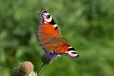 Peacock butterfly on thistle flower