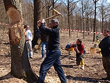 Experimental tree felling with reconstructed adzes of the Linear Pottery culture for the analysis of stress marks on the adze blades and ghost lines on the tree stump and the timber in comparison with marks on archaeological finds ExpArchTreeFelling.jpg