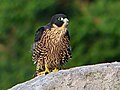 Halcón peregrino (Falco peregrinus)