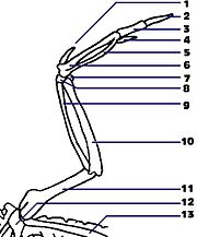 Structure du squelette d'une aile d'oiseau